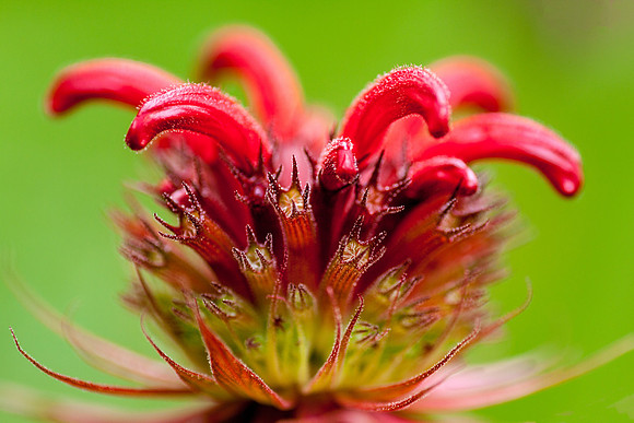 Bee Balm (1 of 1)
