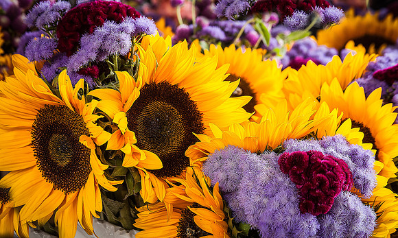 A Summer Bunch (1 of 1)