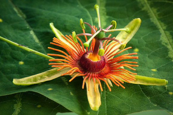Passion Flower (1 of 1)