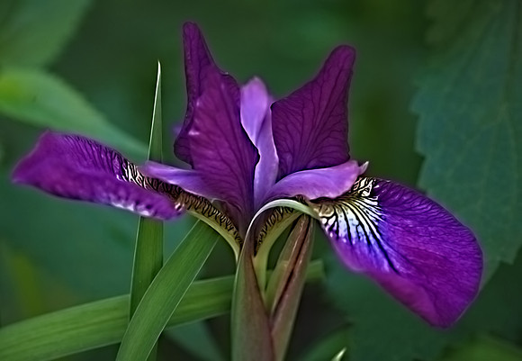 Iris (1 of 1)