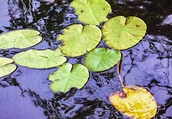 Lily Pads (1 of 1)