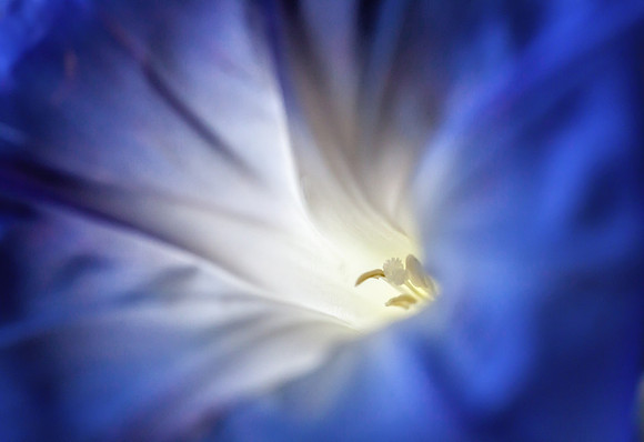 Morning Glory
