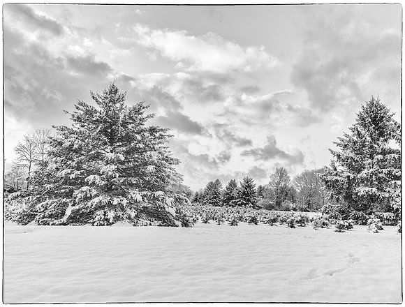 Tree Farm in Snow
