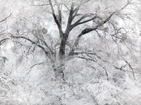 Billowing Snow