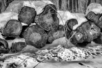 Logging