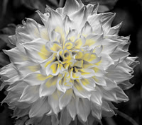 Dahlia