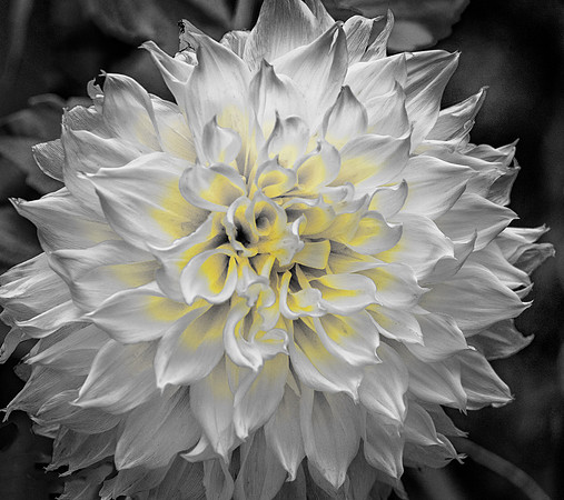 Dahlia