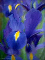 Spring Flowers-5