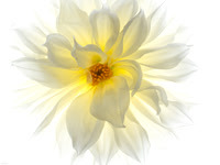 Glowing from within- Best of Show-The Mooresville Arts Gallery Photography Show- June 2021