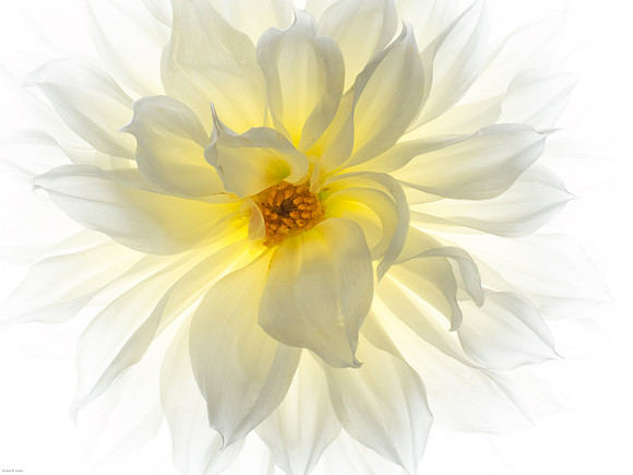 Glowing from within- Best of Show-The Mooresville Arts Gallery Photography Show- June 2021
