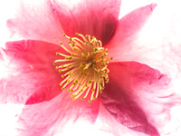 Smoke Hot Camellia-Award of Merit  PSA 4/15/21