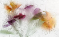 Flowers thru a Shoiji screen Lane Lewis-1