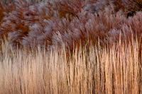 Grasses -Fall