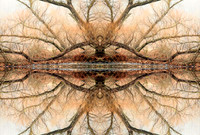 Percher Falcon Reflection
