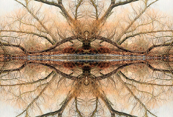 Percher Falcon Reflection