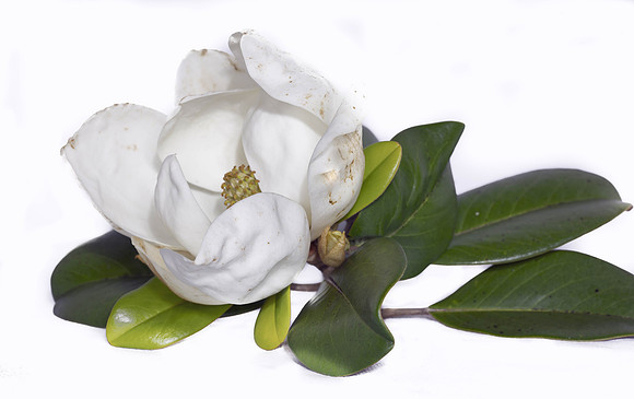 Magnolia