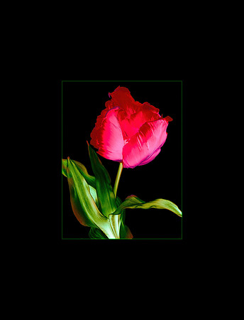 Red Tulip-1
