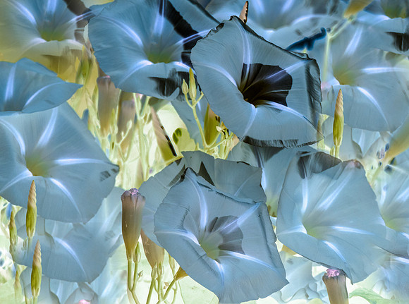 Morning Glories I-1