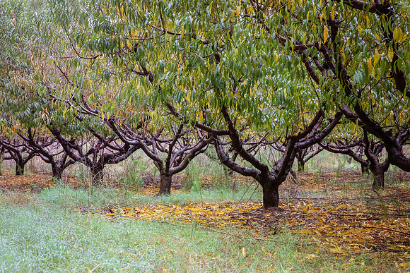 Peach Orchard in Fall-1