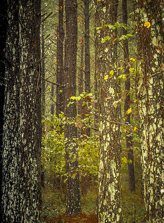 In the Forest