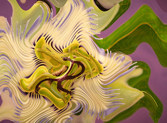 Pucci Like