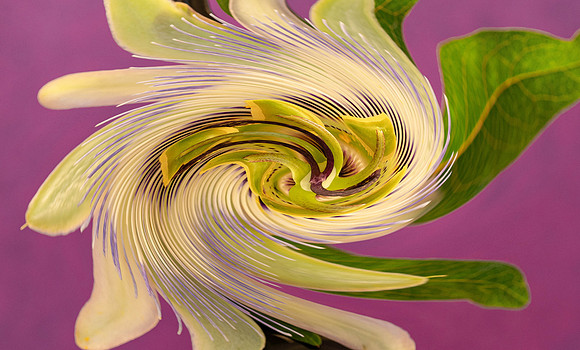 Twirling Passion