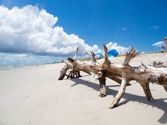 Driftwood