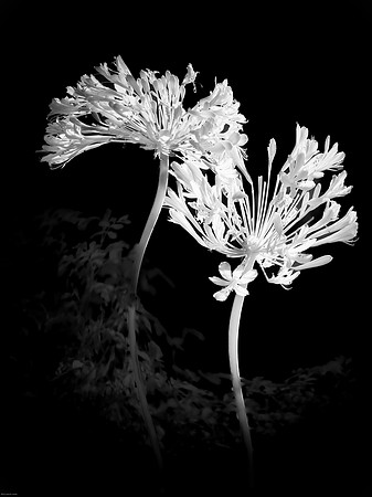 Dancing Agapanthus