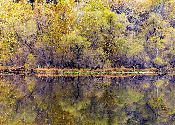 Golden Splendor