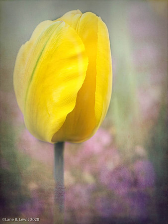 Spring Flowers-4