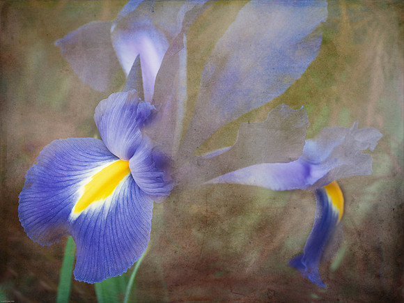Spring Flowers-6
