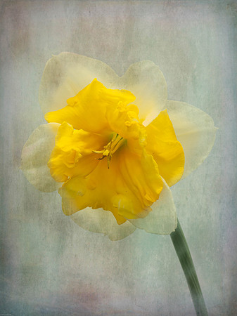 Spring Flowers-7