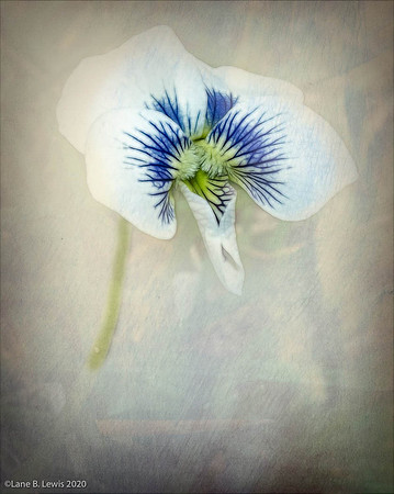 Spring Flowers-8