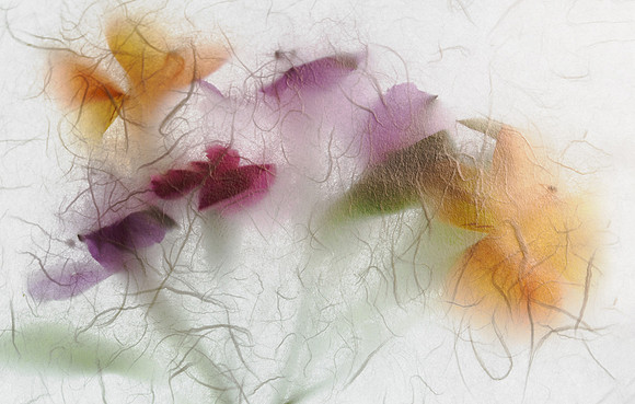 Flowers thru a Shoiji screen Lane Lewis-1