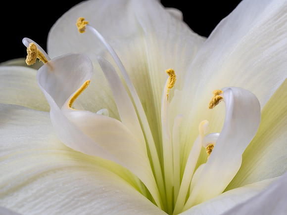 White Amaryliss II-1