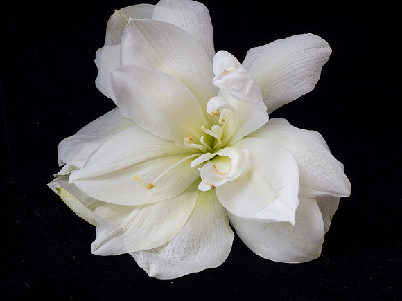 White Amaryliss-1