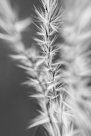 "Snow Wheat"