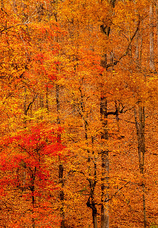 Fall Tapestry (1 of 1)