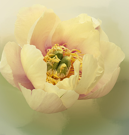 Itoh Peony-1